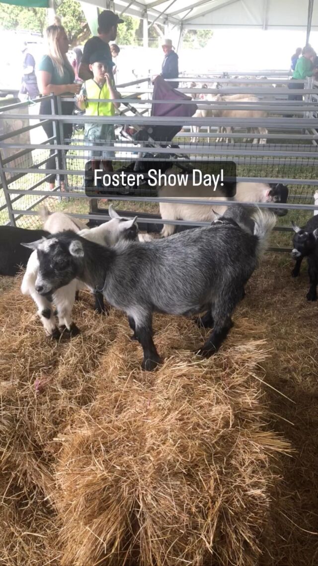 There was a great turnout and lots of fun at our local Foster Agriculture Show today. Highlights were the Grand Pumpkin contest and nearly loosing my lunch on one of the rides! #fostershow #promcoast #southgippsland #icecream #agriculturalshow #countryfun