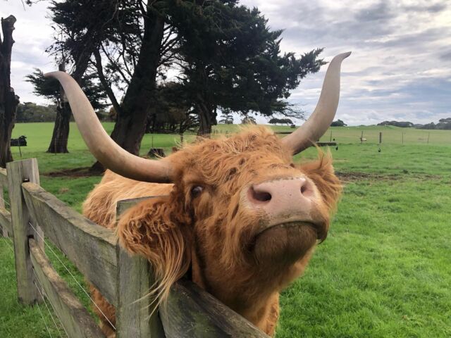 Spent yesterday visiting some of our customers on Phillip Island including these handsome devils: a friendly Highland  cow on Churchill Island, Raymond: Cellar Door Manager at Phillip Island Winery, Gabriel: owner of Kristos Charcoal Grill in Cowes and also stopped by at Wildlife Cruises in the Esplanade. Phillip Island is beautiful even in a cloudy day. @promcoasticecream @phillipislandwinery @kristoscowes @wildlifecoastcruises @churchillisland #localbusiness #phillipisland #cowes #icecreamcowes #ventnor #winery #localicecream #dairyfreesorbet
