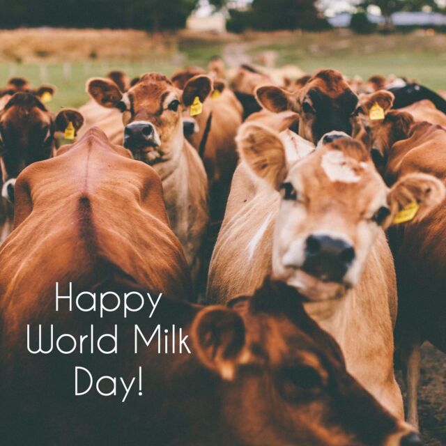 It’s World Milk Day, thank you to the lovely bovines who provide us milk for ice cream! If your wanting to celebrate today and you’re in the Inverloch area pop in to one of our stockists: Inverloch Foodworks, @harmanwines @prom_cheese. @promcoasticecream #worldmilkday #icecream #localicecream #localbrand #milk #gippsland #gippslanddairy #wilsonspromontory #localfood #gippslandwine #localwinery #sheepscheese
